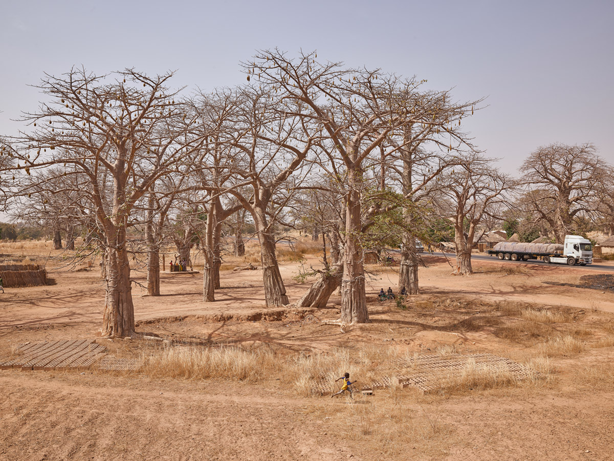 Baobab - Tambacounda Region